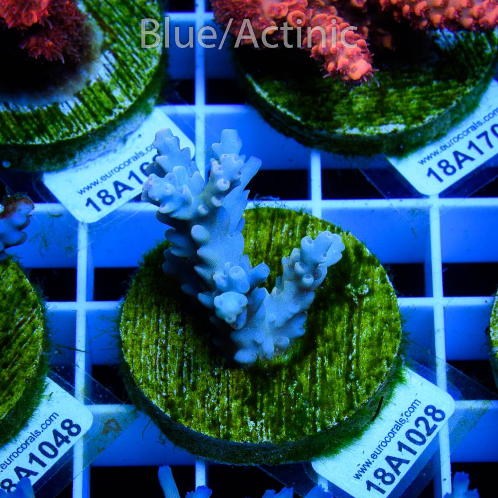 EC Dragonpuff Acropora - Image 2