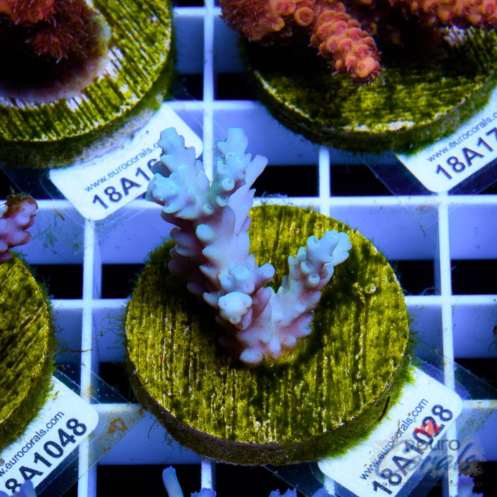 EC Dragonpuff Acropora
