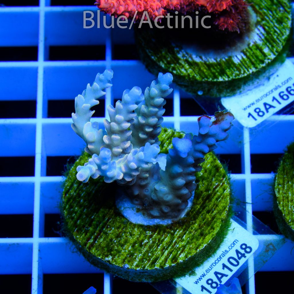 EC Dragonpuff Acropora - Image 2
