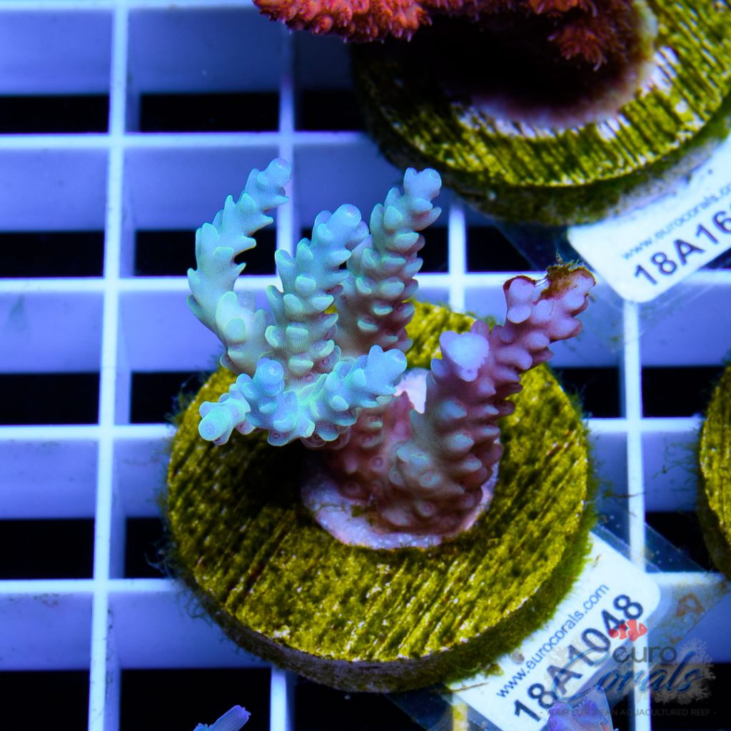 EC Dragonpuff Acropora