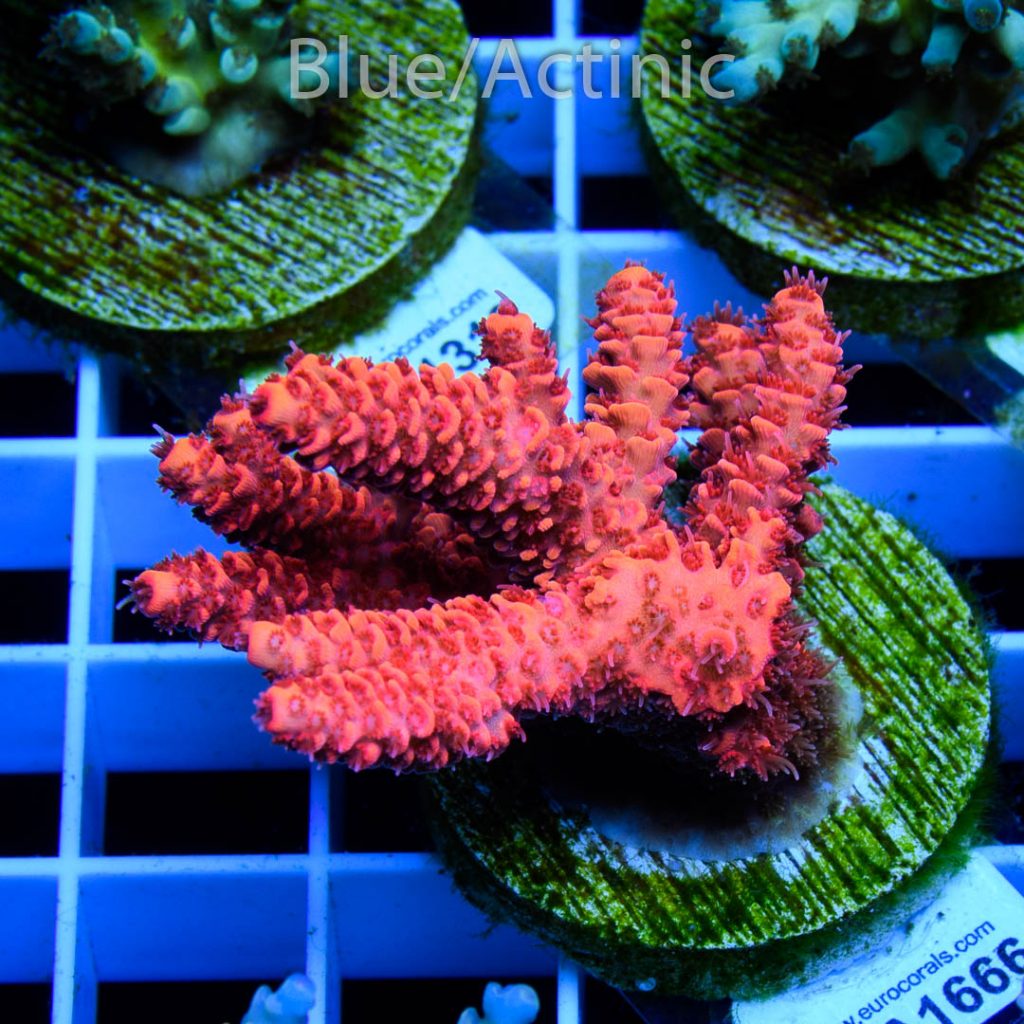 EC Blood Red Mille - Image 2