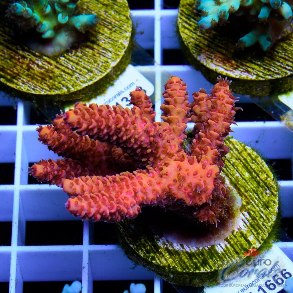 EC Blood Red Mille