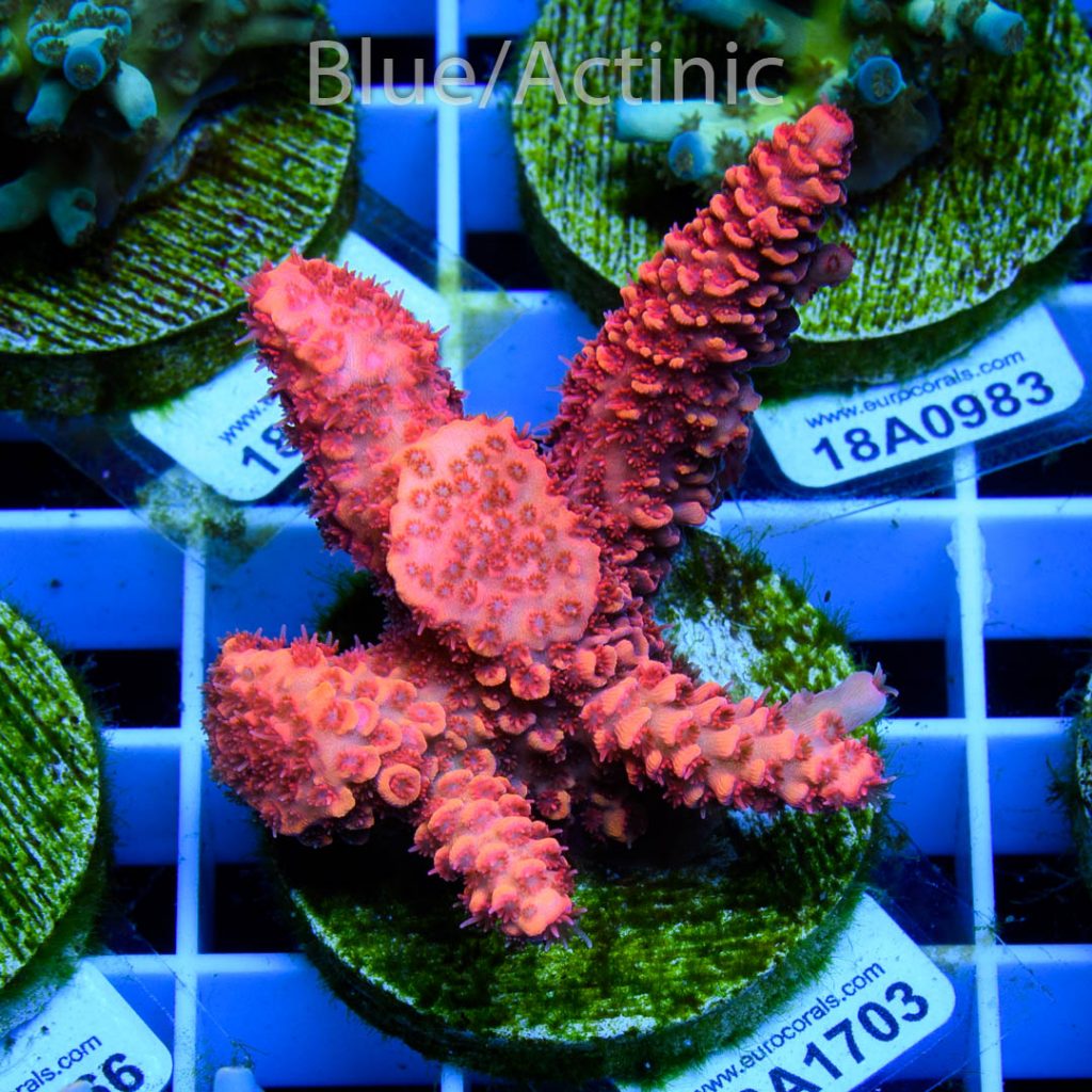 EC Blood Red Mille - Image 2