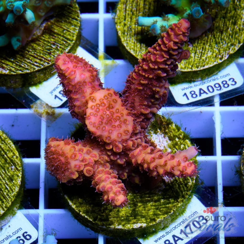 EC Blood Red Mille
