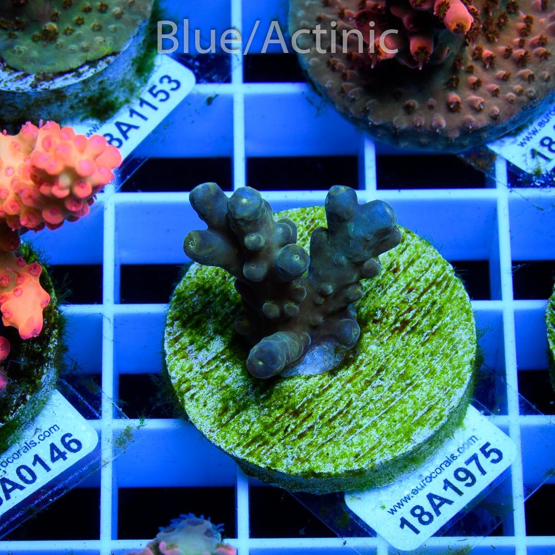 EC E.T. Alien Acro – Bild 2