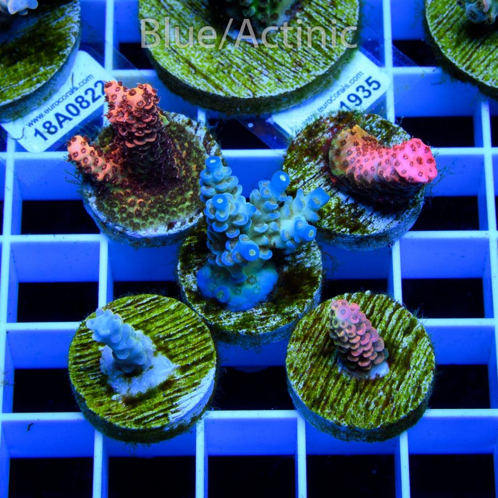 EC Premium 5 Acro Pack - Image 2