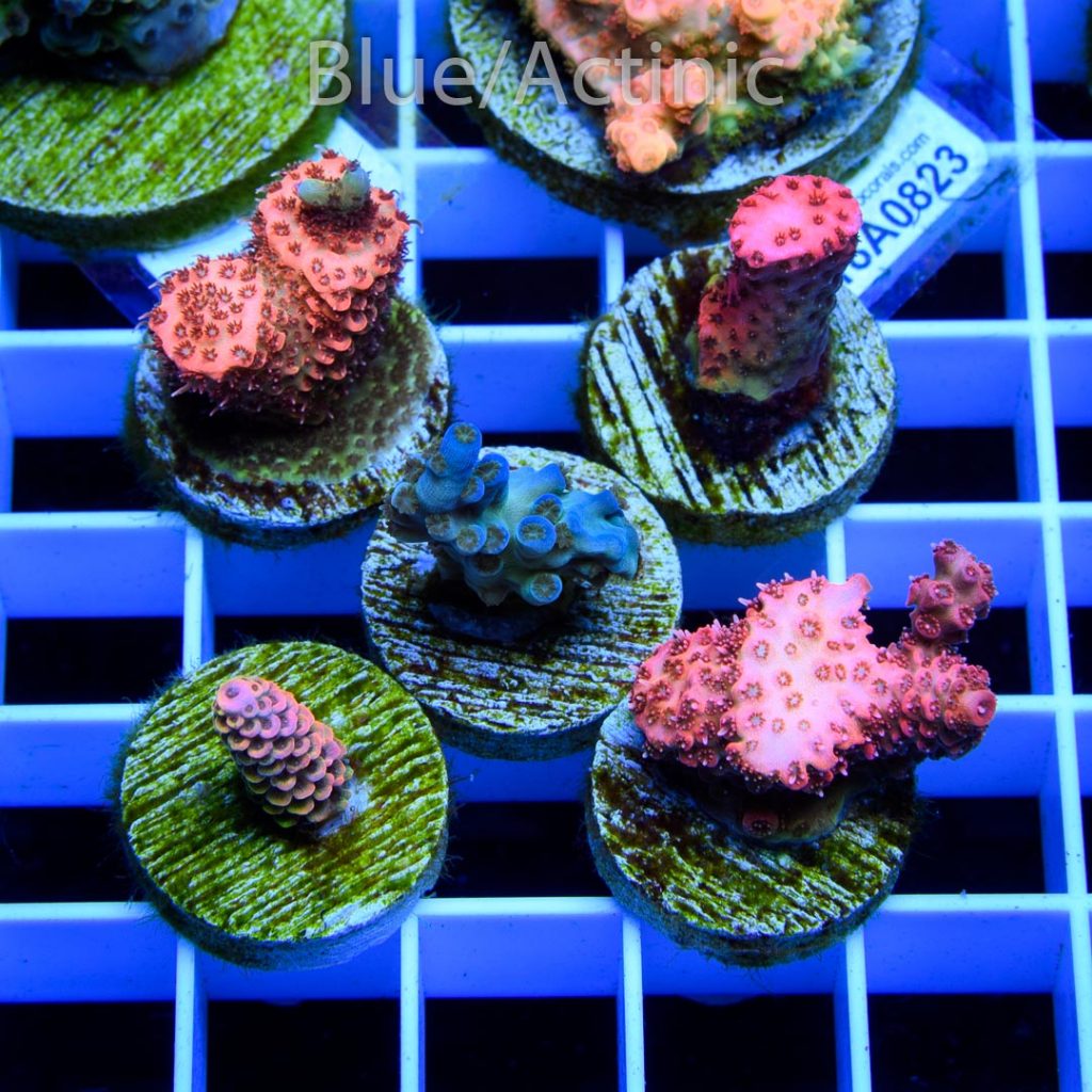 EC Premium 5 Acro Pack - Image 2