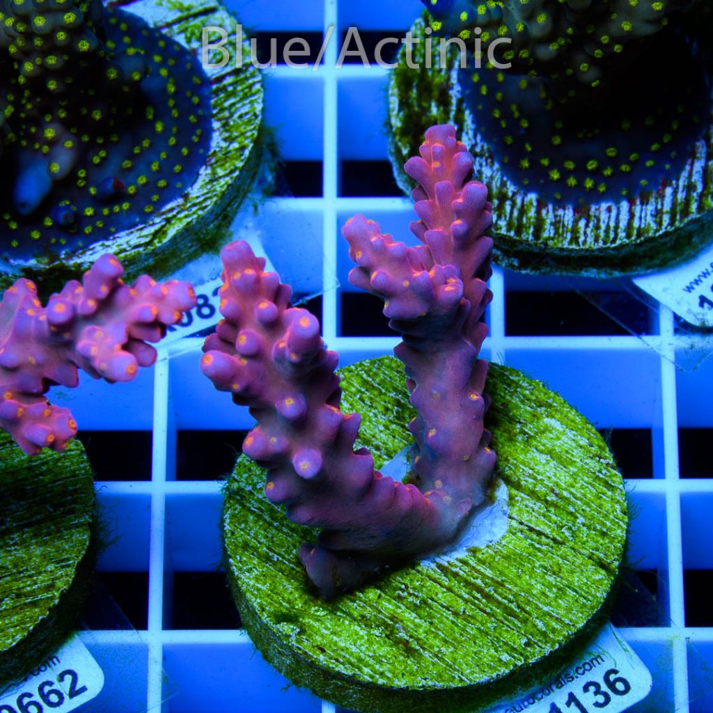 EC Rainbow Flamingo Yellow Polyps - Image 2