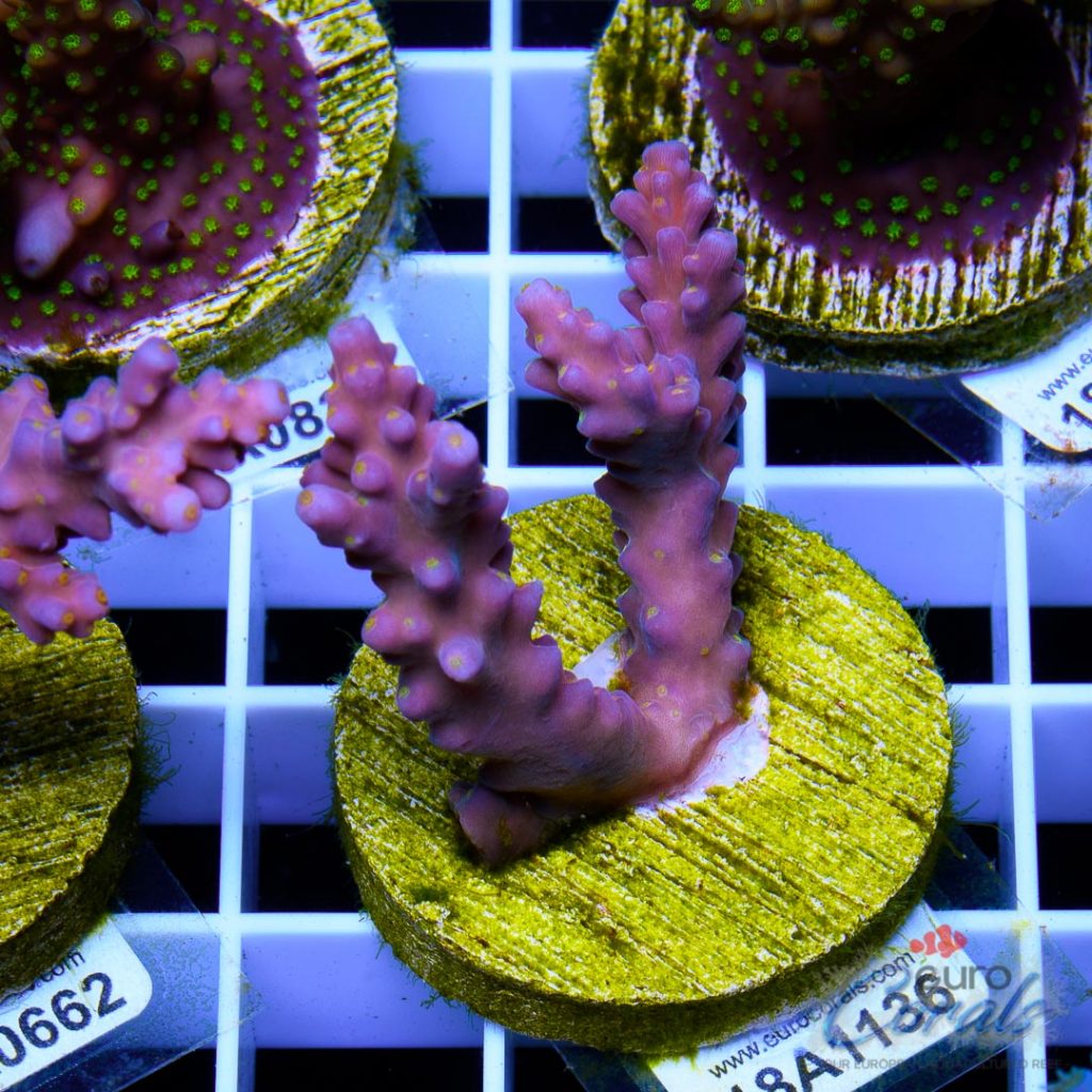 EC Rainbow Flamingo Yellow Polyps