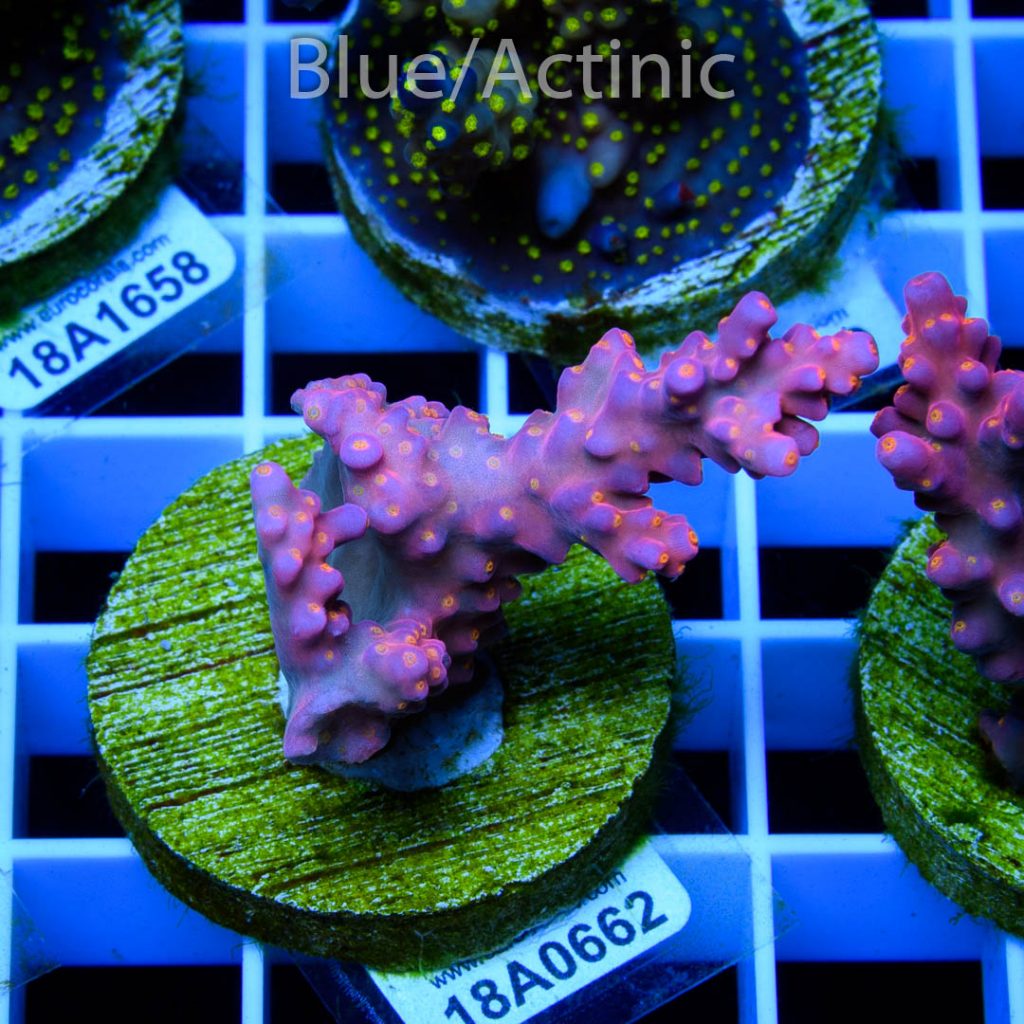EC Rainbow Flamingo Yellow Polyps - Image 2