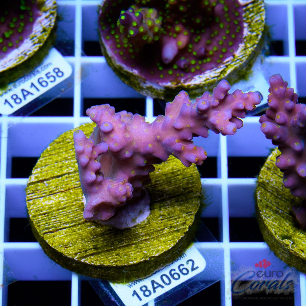 EC Rainbow Flamingo Yellow Polyps