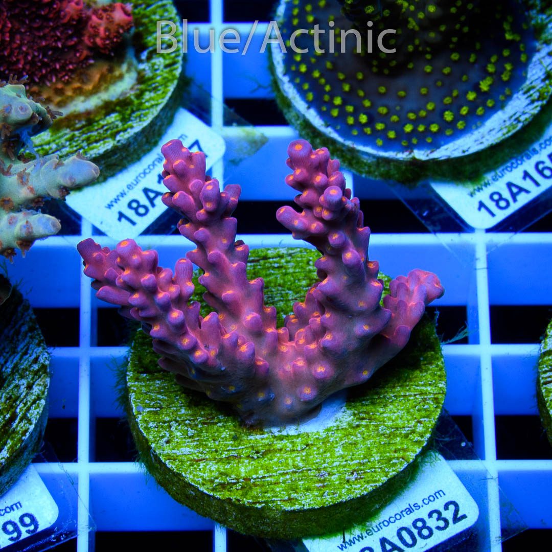 EC Rainbow Flamingo Yellow Polyps – Bild 2