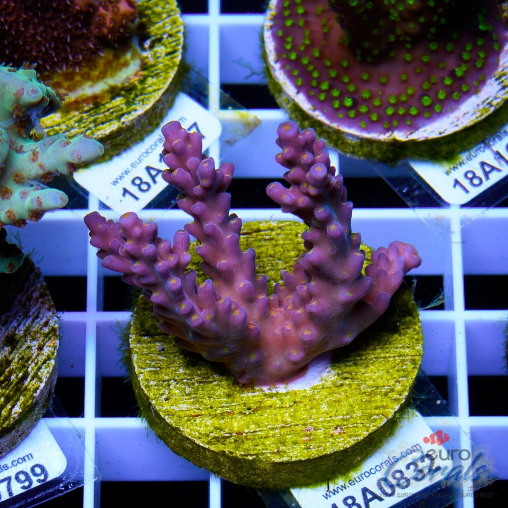 EC Rainbow Flamingo Yellow Polyps