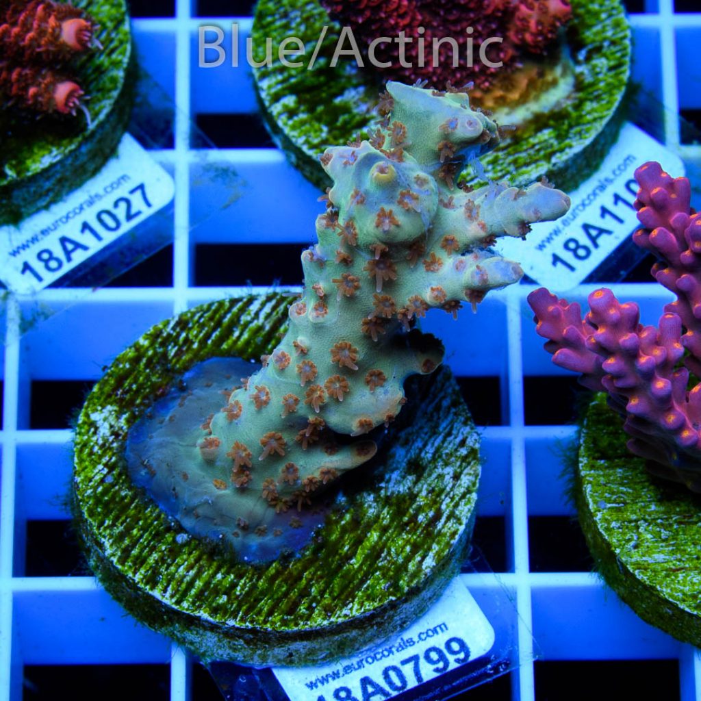 EC Wildfire Acro - Image 2