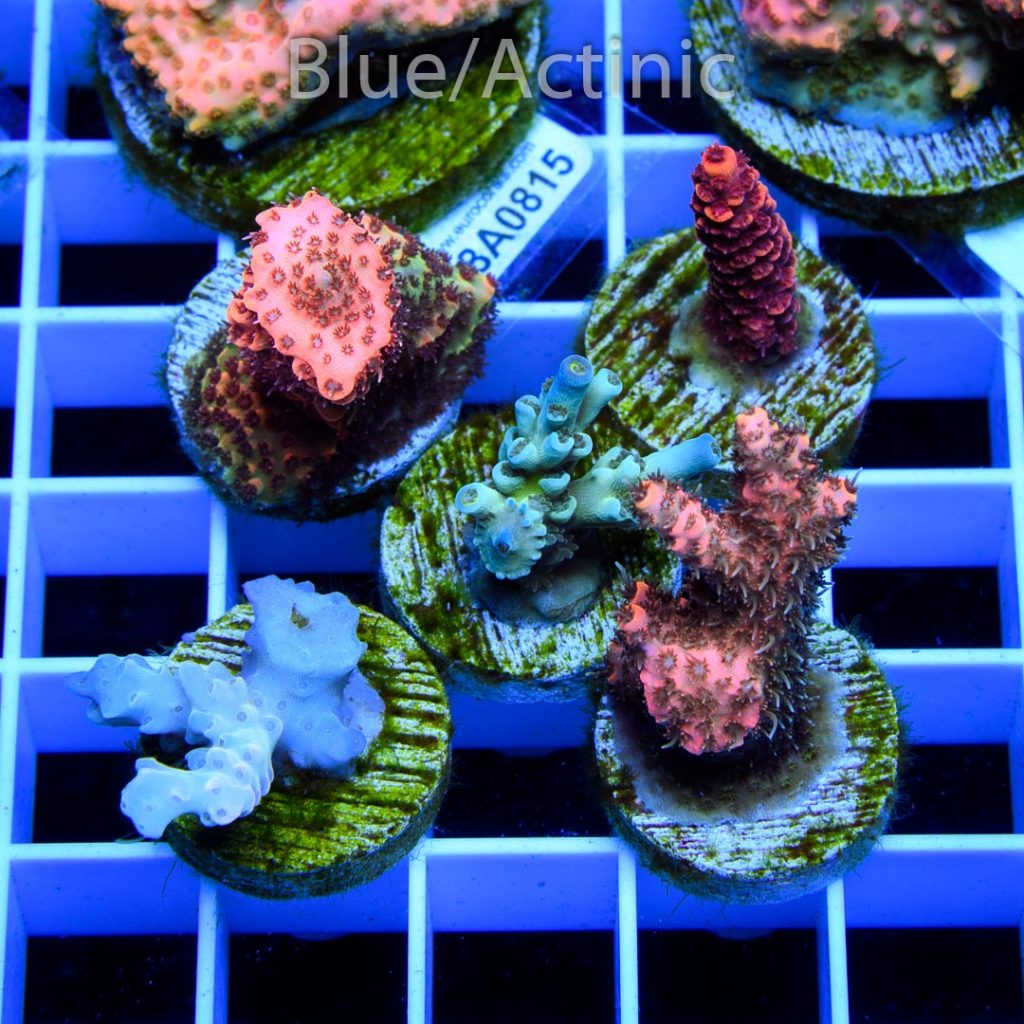 EC Premium 5 Acro Pack - Image 2