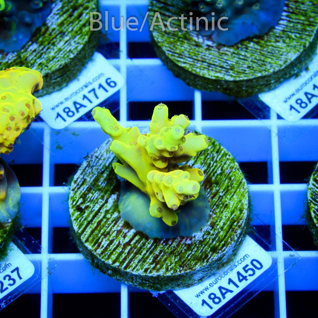 EC Yellow Pikachu Acro – Bild 2