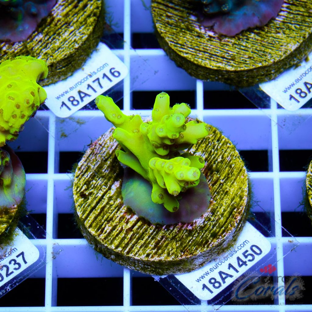EC Yellow Pikachu Acro