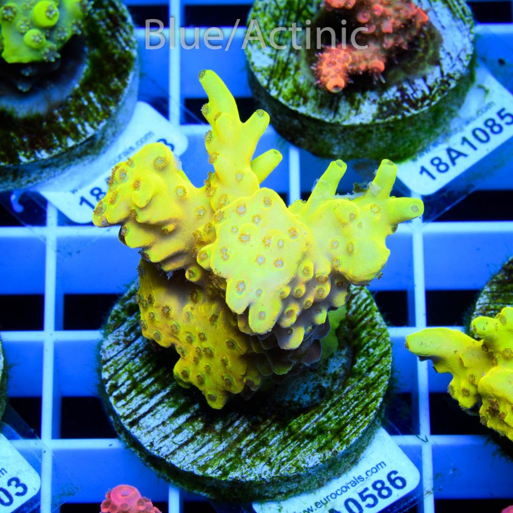 EC Yellow Pikachu Acro - Image 2