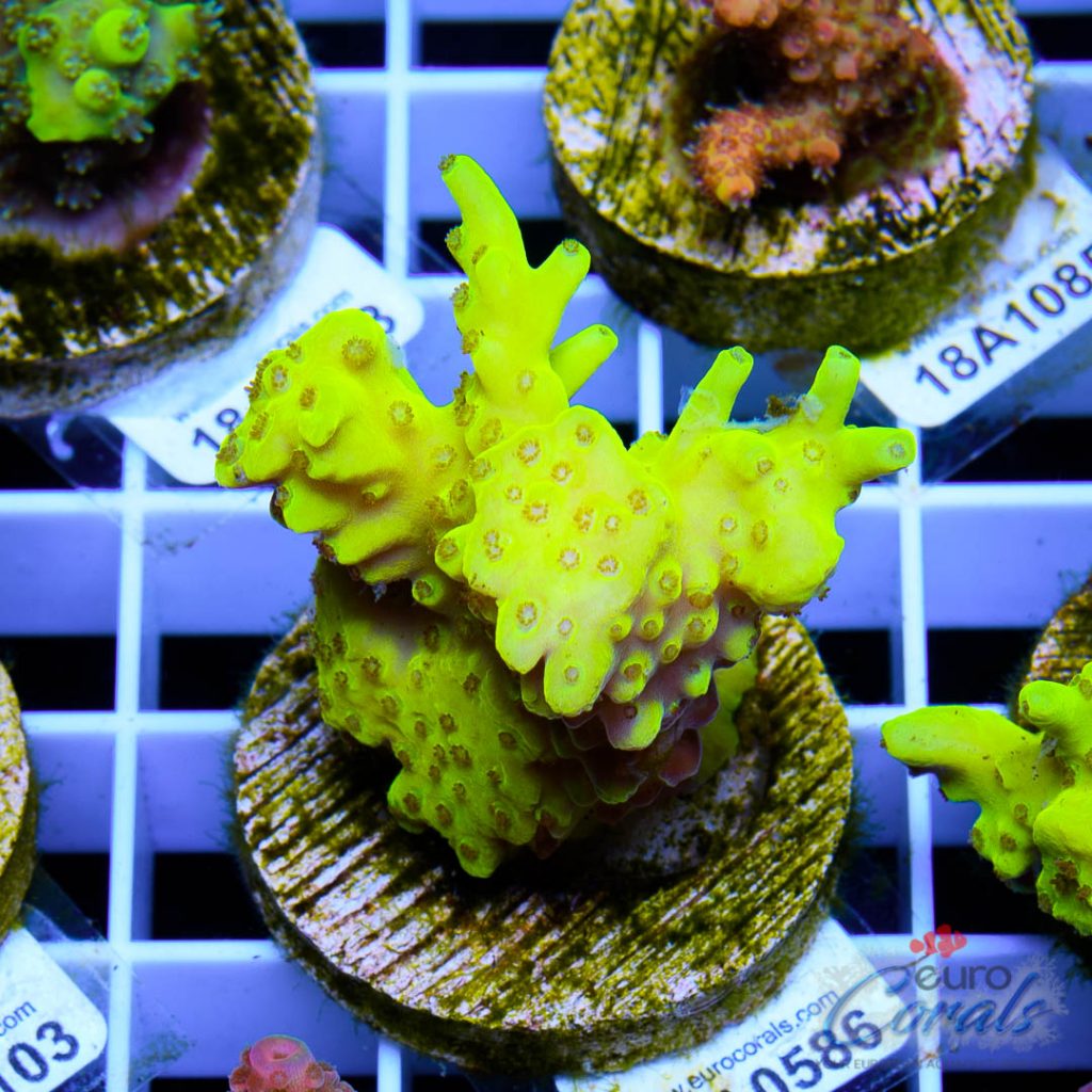 EC Yellow Pikachu Acro