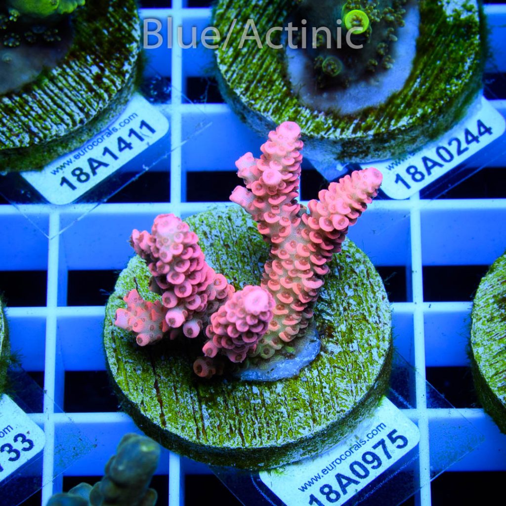 EC Hellflower Milli - Image 2