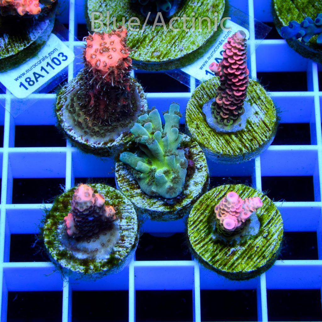 EC Premium 5 Acro Pack - Image 2