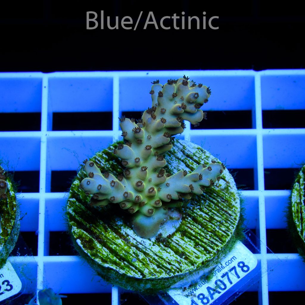 EC Juice Purple Polips Acro - Image 2
