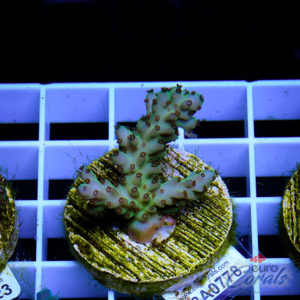 EC Juice Purple Polips Acro
