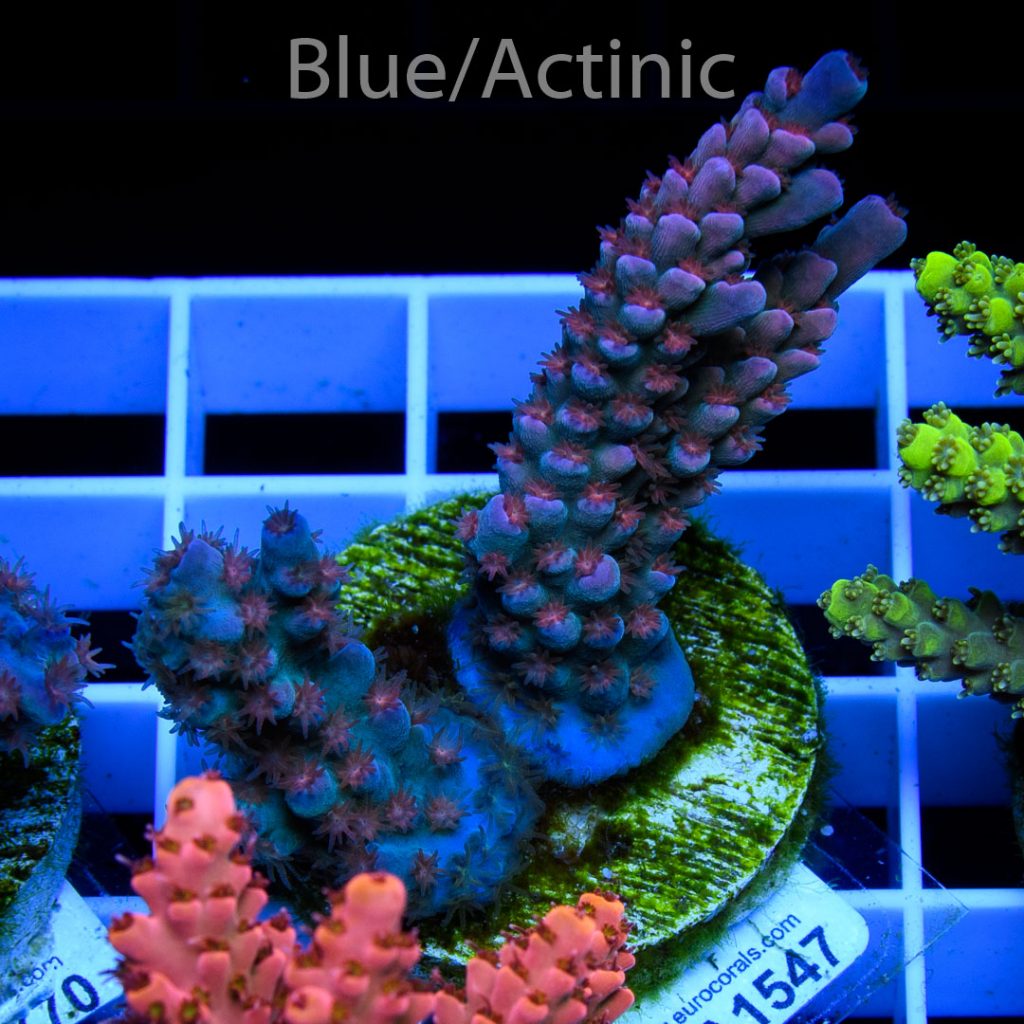 EC Banana-Boy Blue Acro - Image 2