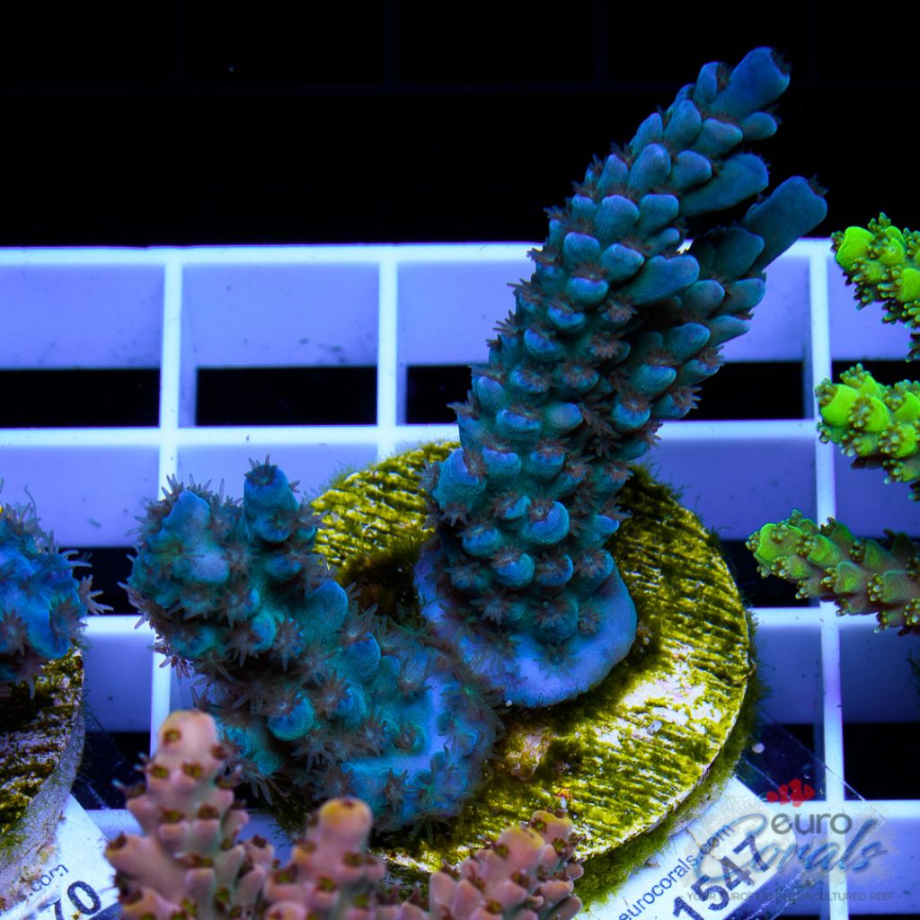 EC Banana-Boy Blue Acro