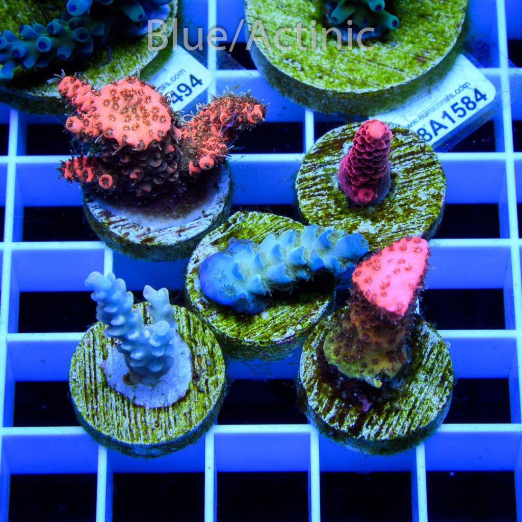 EC Premium 5 Acro Pack - Image 2