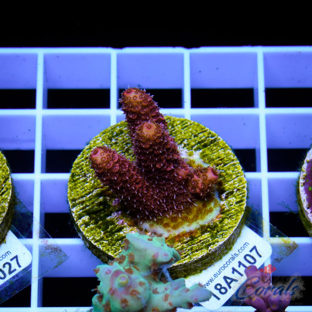 EC Pink Lemon Head Mille