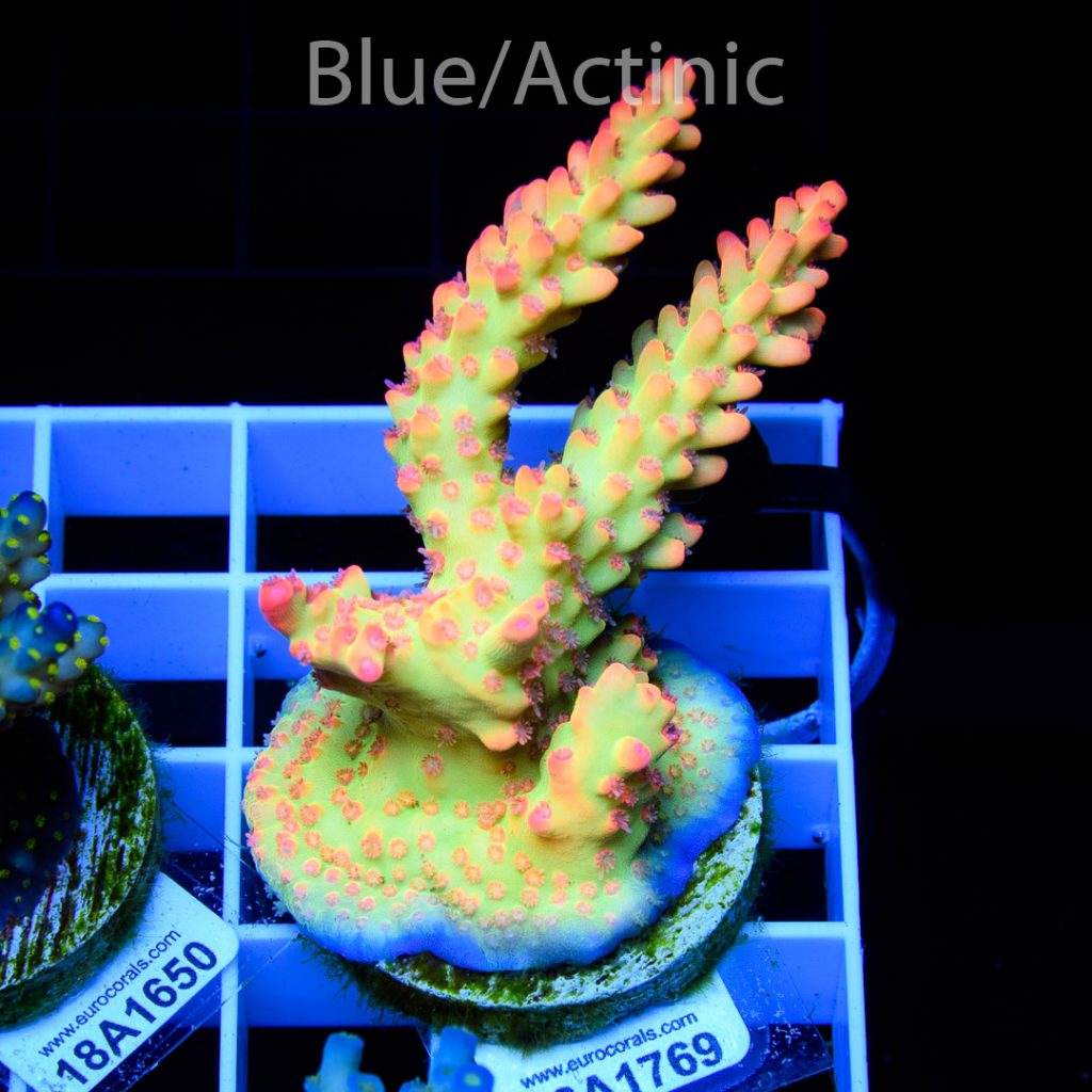 EC Raspberry Shortcake RARE - Image 2