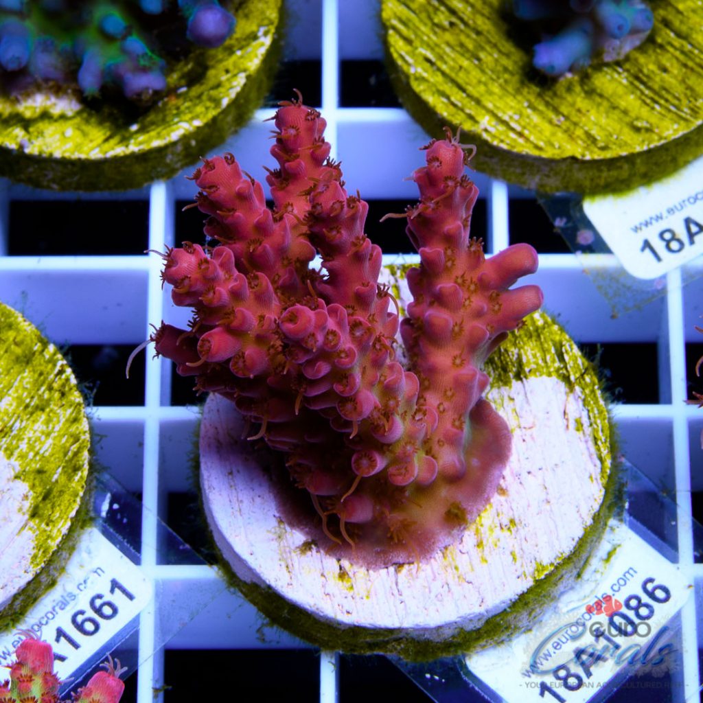 EC 500 Degree Red Acro