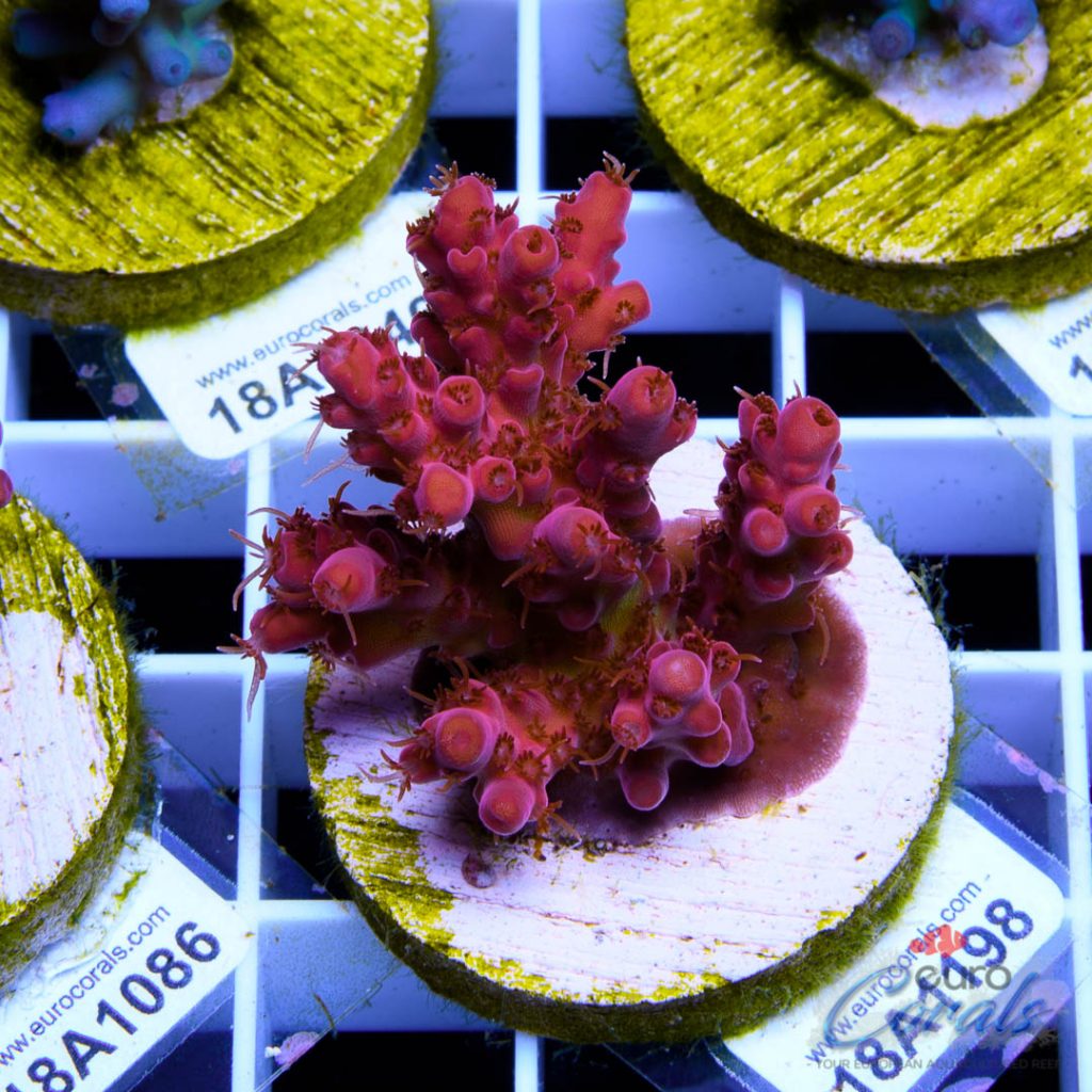 EC 500 Degree Red Acro