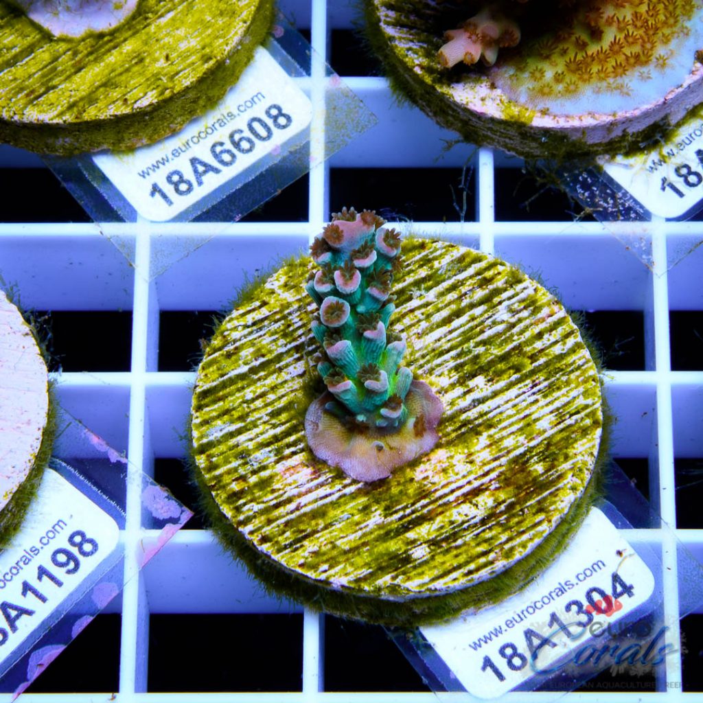 EC Homewrecker Acro RARE/LIMITED