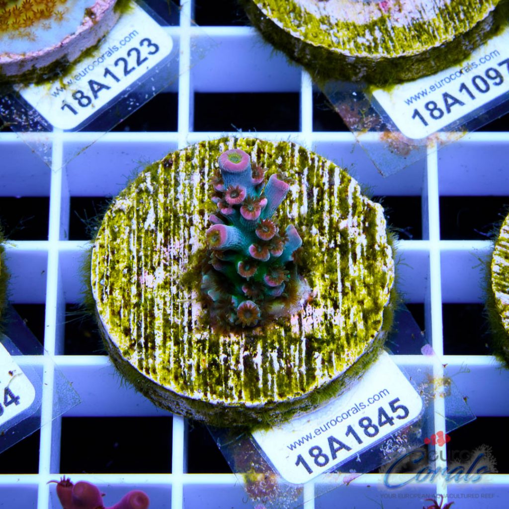 EC Homewrecker Acro RARE/LIMITED