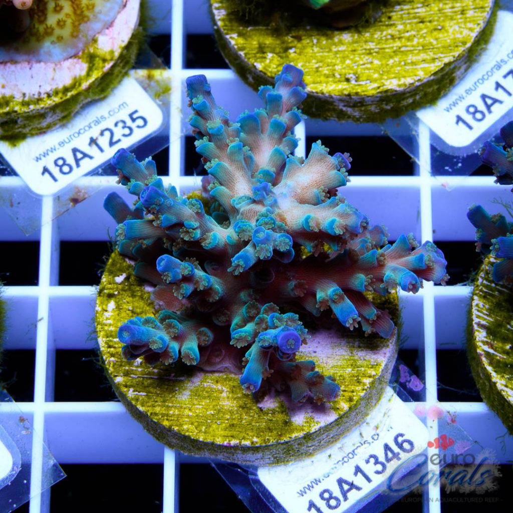 EC Original Icefire Echinata