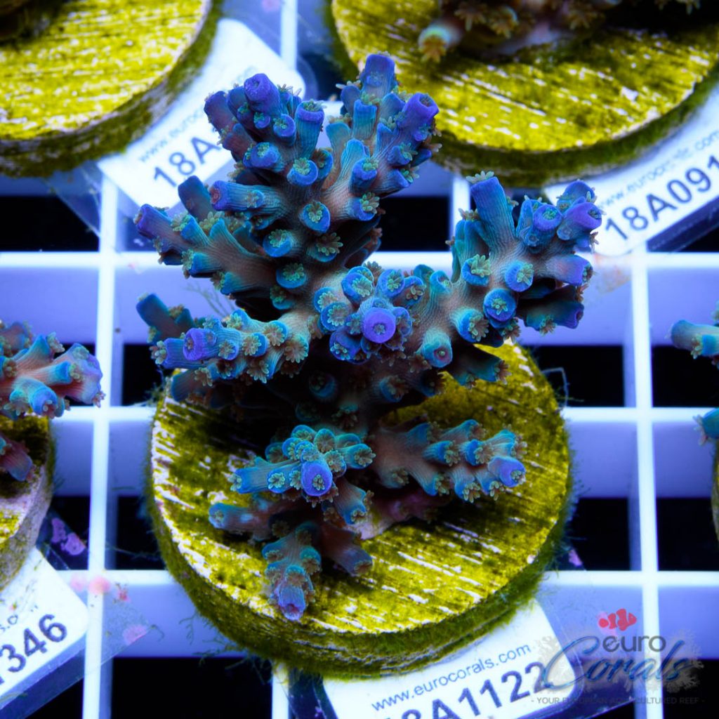 EC Original Icefire Echinata