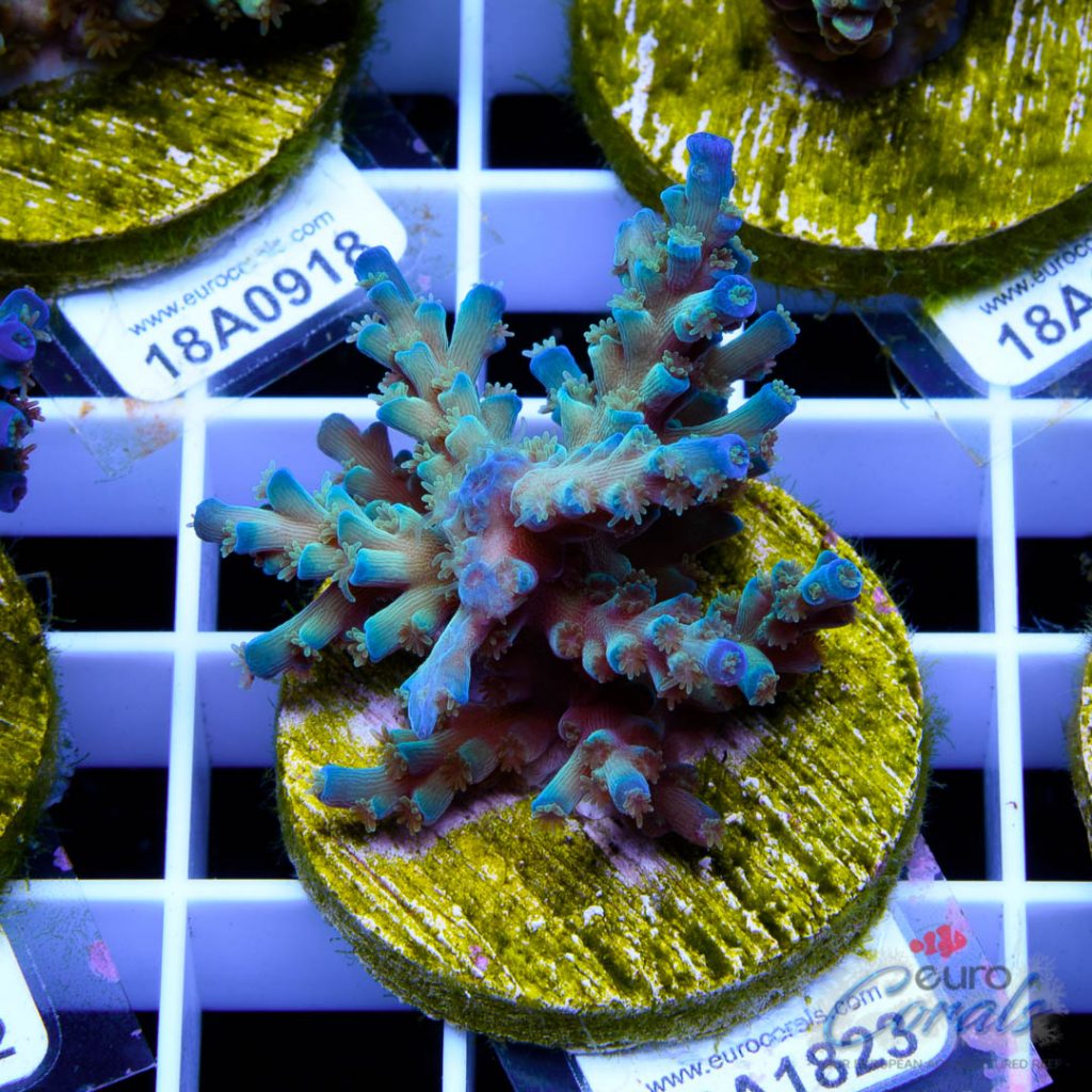 EC Original Icefire Echinata
