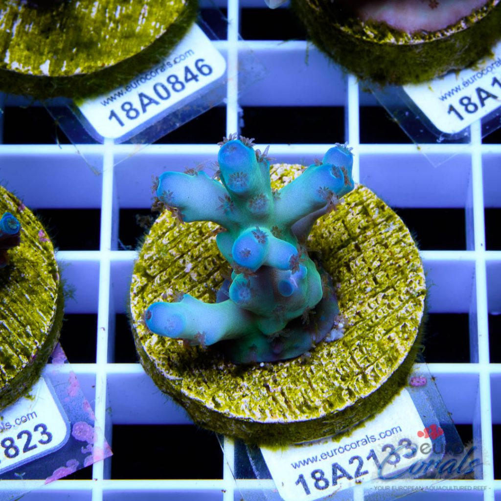 EC Panda Acro RARE