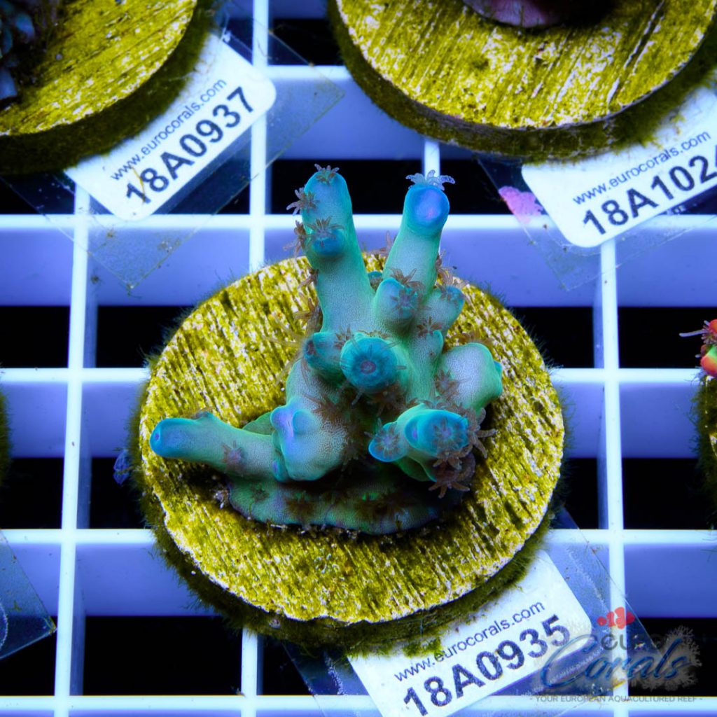 EC Panda Acro RARE
