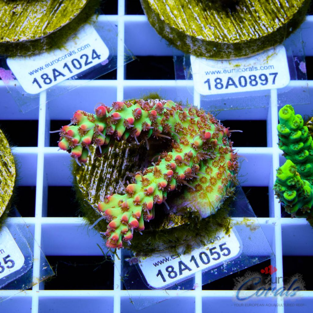 EC Bonsai Hyperberry RARE LIMITED