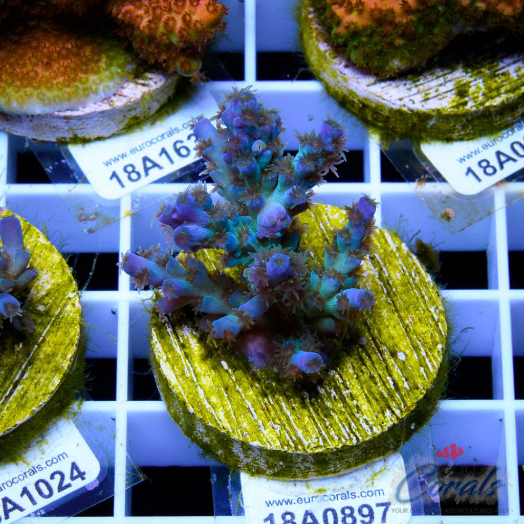 EC Peacock Acro RARE