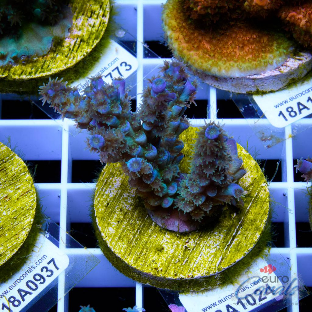 EC Peacock Acro RARE