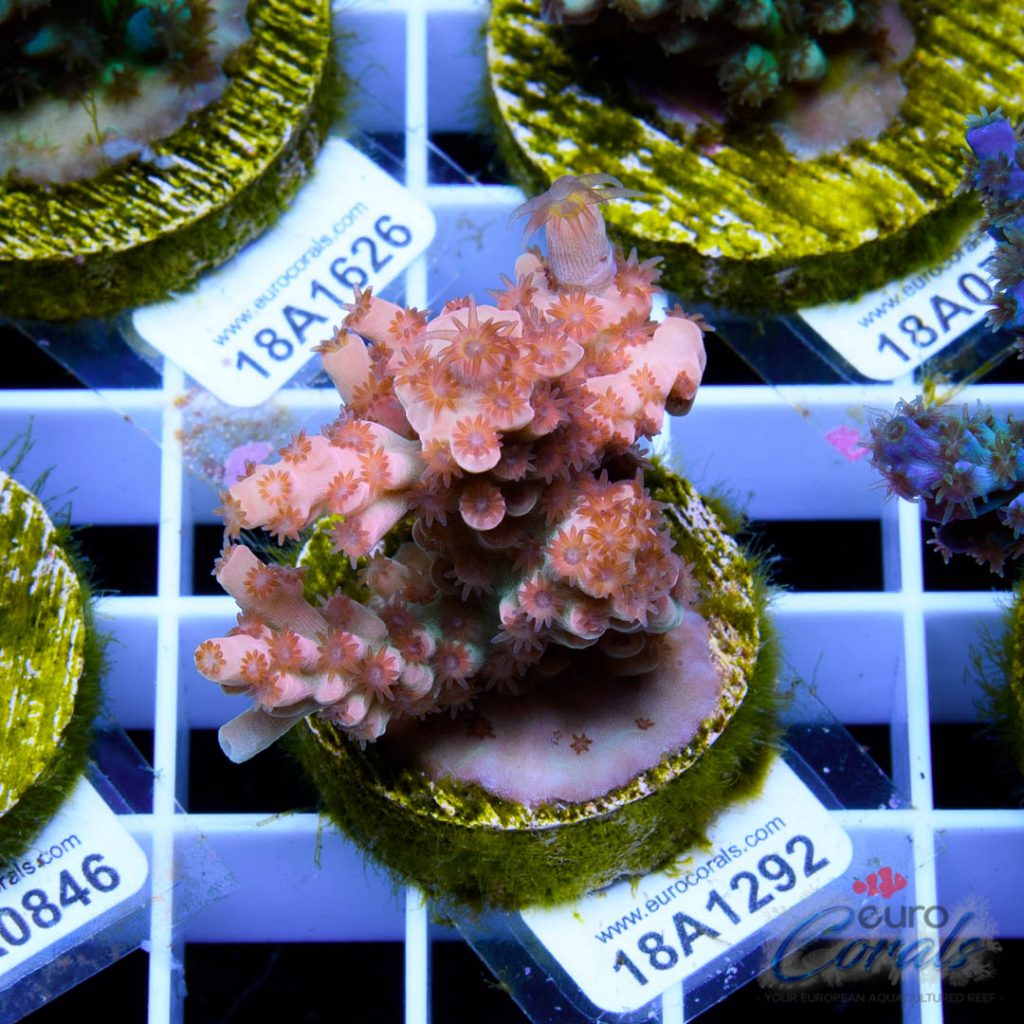 EC Cream City Pinky Acro LIMITED
