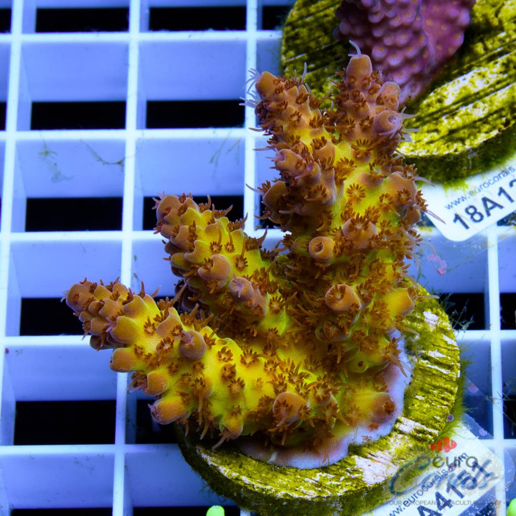 EC Orange Bossanova Acro LIMITED