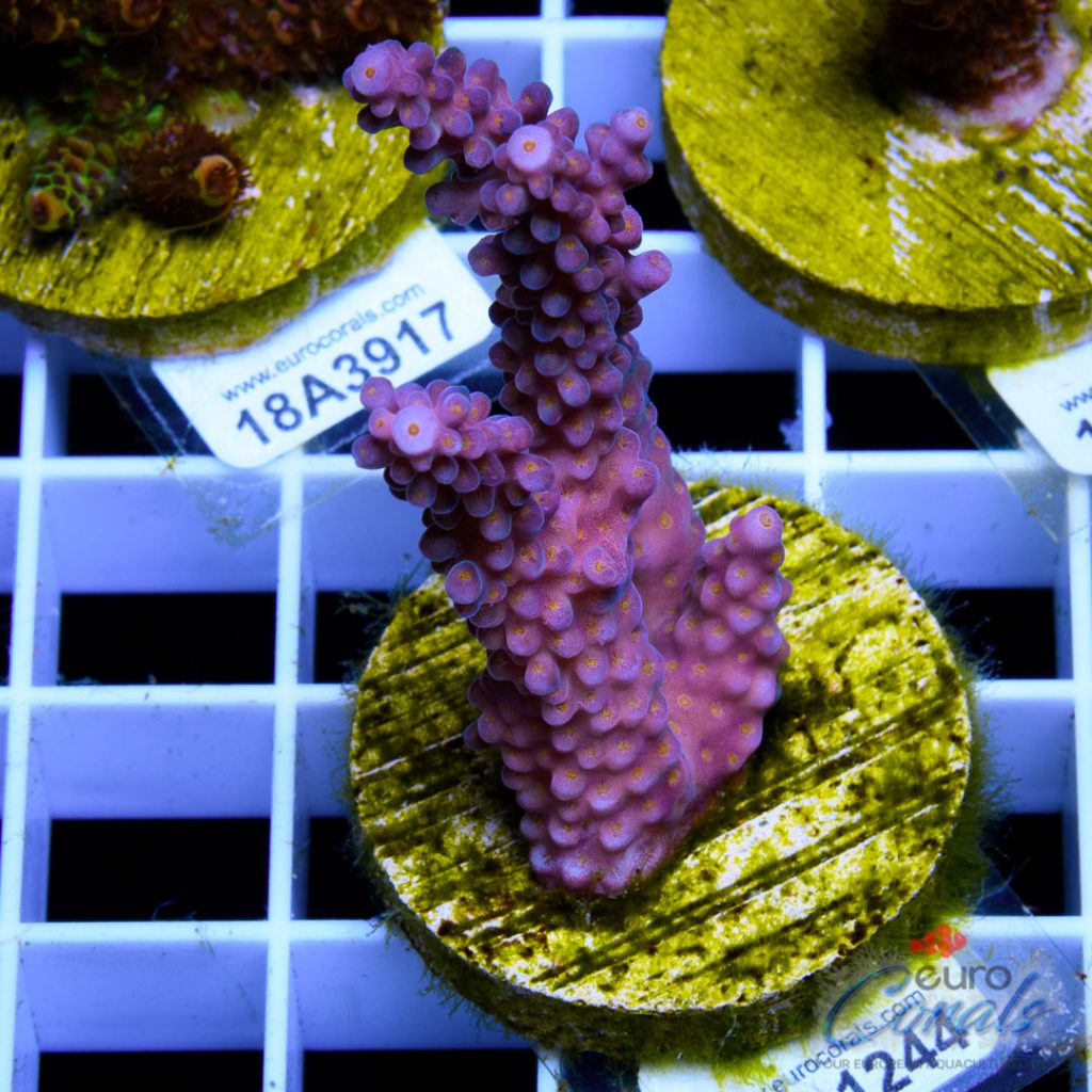 EC Rainbow Flamingo Yellow Polyps