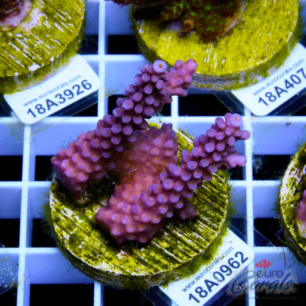 EC Rainbow Flamingo Yellow Polyps