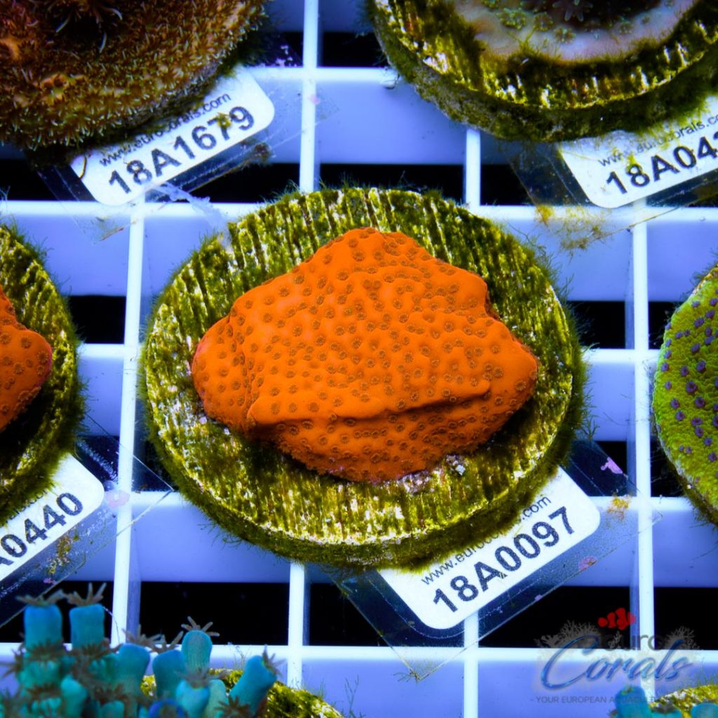 EC Orange Encrusted Monti