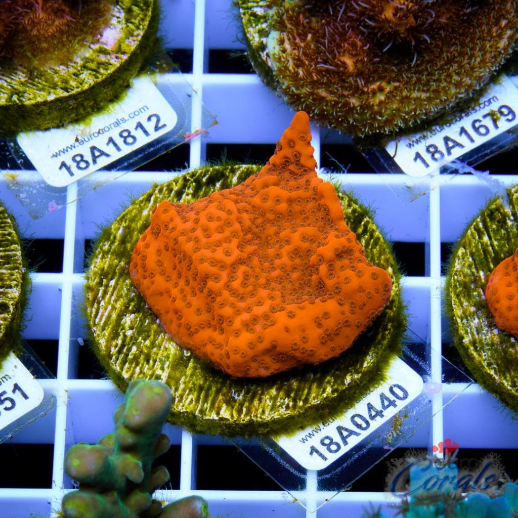 EC Orange Encrusted Monti